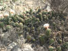 Echinopsis candicans