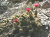 Echinopsis candicans