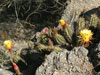 Echinopsis candicans