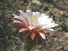 Echinopsis candicans