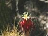 Echinopsis candicans