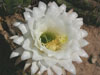 Echinopsis candicans