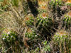 Echinopsis candicans