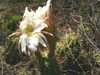 Echinopsis candicans