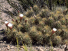 Echinopsis candicans