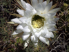 Echinopsis candicans