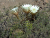 Echinopsis candicans