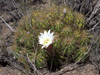 Echinopsis candicans