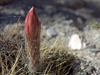 Echinopsis candicans