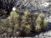 Echinopsis candicans