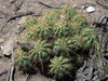 Echinopsis candicans