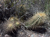 Echinopsis candicans