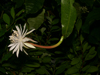 Epiphyllum cartagense