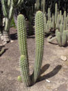 Echinopsis chiloensis