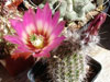 Echinocereus chisoensis