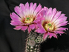 Echinocereus chisoensis