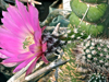 Echinocereus chisoensis