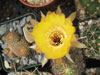 Echinopsis chrysantha