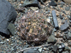 Echinopsis chrysantha