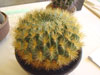 Echinopsis chrysochete