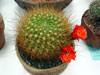 Echinopsis chrysochete