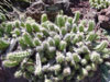 Echinocereus cinerascens