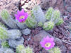 Echinocereus cinerascens