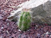 Echinocereus cinerascens