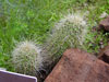 Echinocereus coccineus