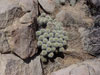 Echinocereus coccineus