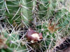 Echinocereus coccineus