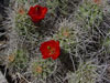 Echinocereus mojavensis