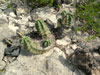 Echinocereus coccineus