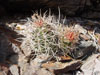 Echinocereus mojavensis