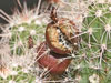 Echinocereus coccineus