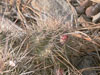 Echinocereus coccineus