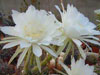 Echinopsis cochabambensis