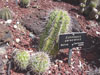 Echinopsis comarapana