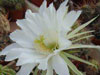 Echinopsis comarapana