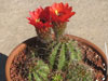 Echinopsis crassicaulis