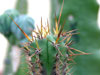 Echinopsis cuzcoensis