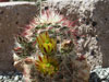 Echinocereus viridiflorus