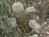 Echinocereus dasyacanthus