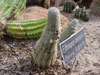 Echinopsis densispina