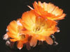 Echinopsis densispina