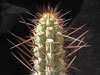 Echinopsis deserticola