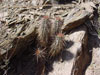 Echinocereus engelmannii