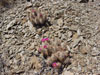 Echinocereus engelmannii