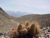 Echinocereus engelmannii