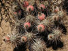 Echinocereus engelmannii